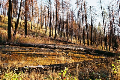 after the Kelowna fire